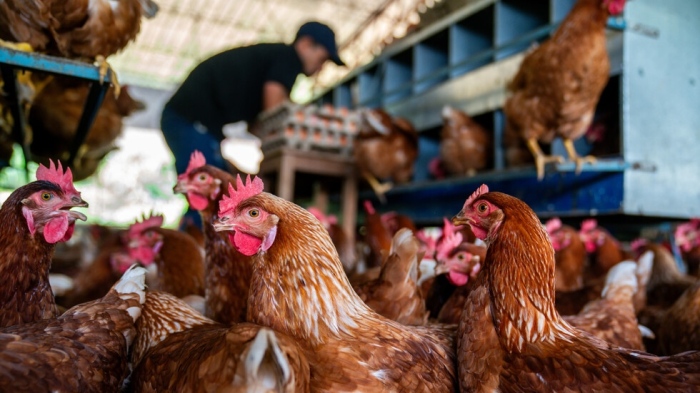 Две огнища на птичи грип са открити от началото на годината в страната