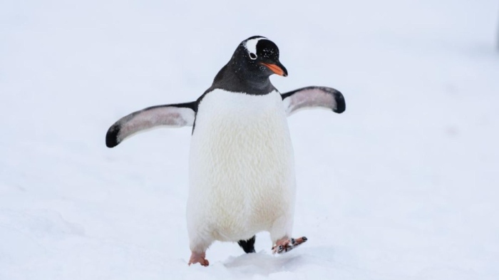 Здравните власти съветват: пингвинска походка пази от падане върху черен лед зимата