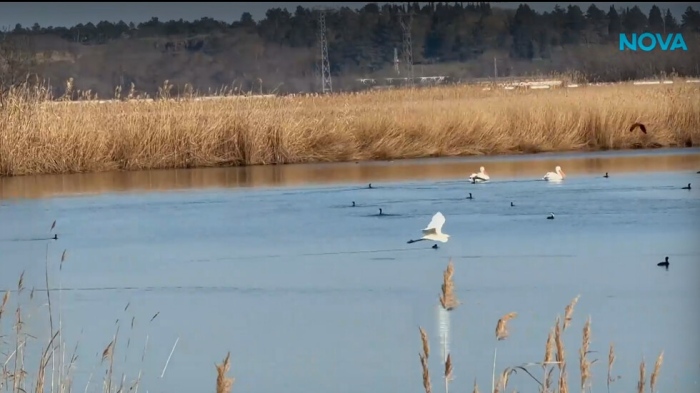 Топлите зими променят птичата миграция край Карнобат и Бургас по влажните зони