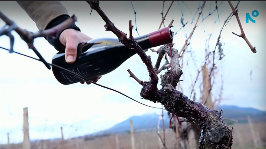 Млад българин се върна от САЩ и прави вино в Илинденци