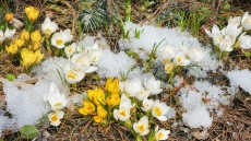 Облаци и захлаждане посрещат астрономическата пролет