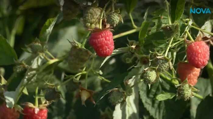 Малинопроизводителите искат спешен план за напояване преди сезона