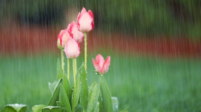 Жълт код за силни валежи в Северна България