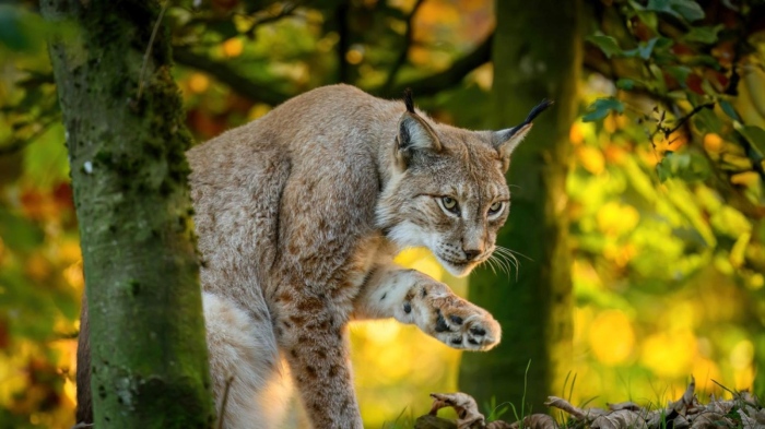 Иберийски рис спечели наградата на публиката за снимка