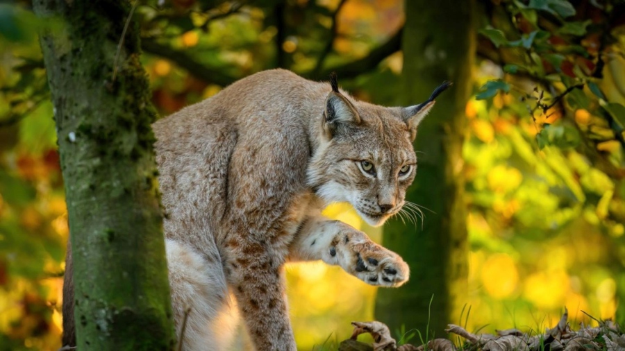 Иберийски рис спечели наградата на публиката за снимка