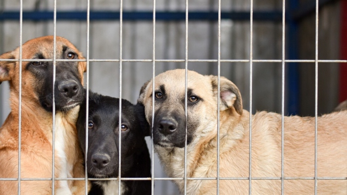 София отчита най-нисък брой бездомни кучета досега