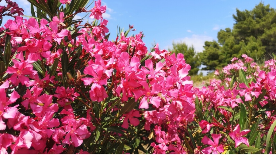 Гърция иска премахване на зокума край училища и паркове