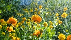 Оранжев и жълт код за валежи в 21 области